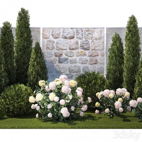 Collection of plants garden with bushes and trees for landscape design with thuja, cypress, flowering Hydrangea white. Set 1378.