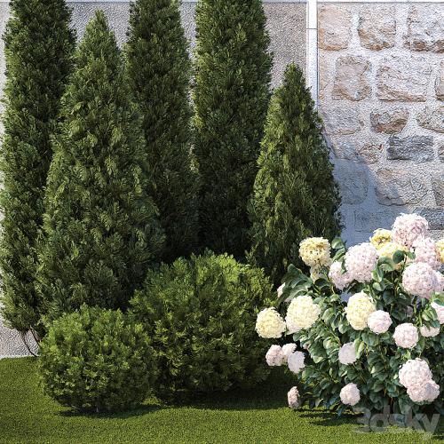 Collection of plants garden with bushes and trees for landscape design with thuja, cypress, flowering Hydrangea white. Set 1378.