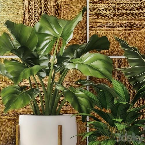 Collection of plants in pots 7. Flower, pot, bush, flowerpot, interior, indoor, alocasia, luxury, gold, paintings, abstraction, luxury